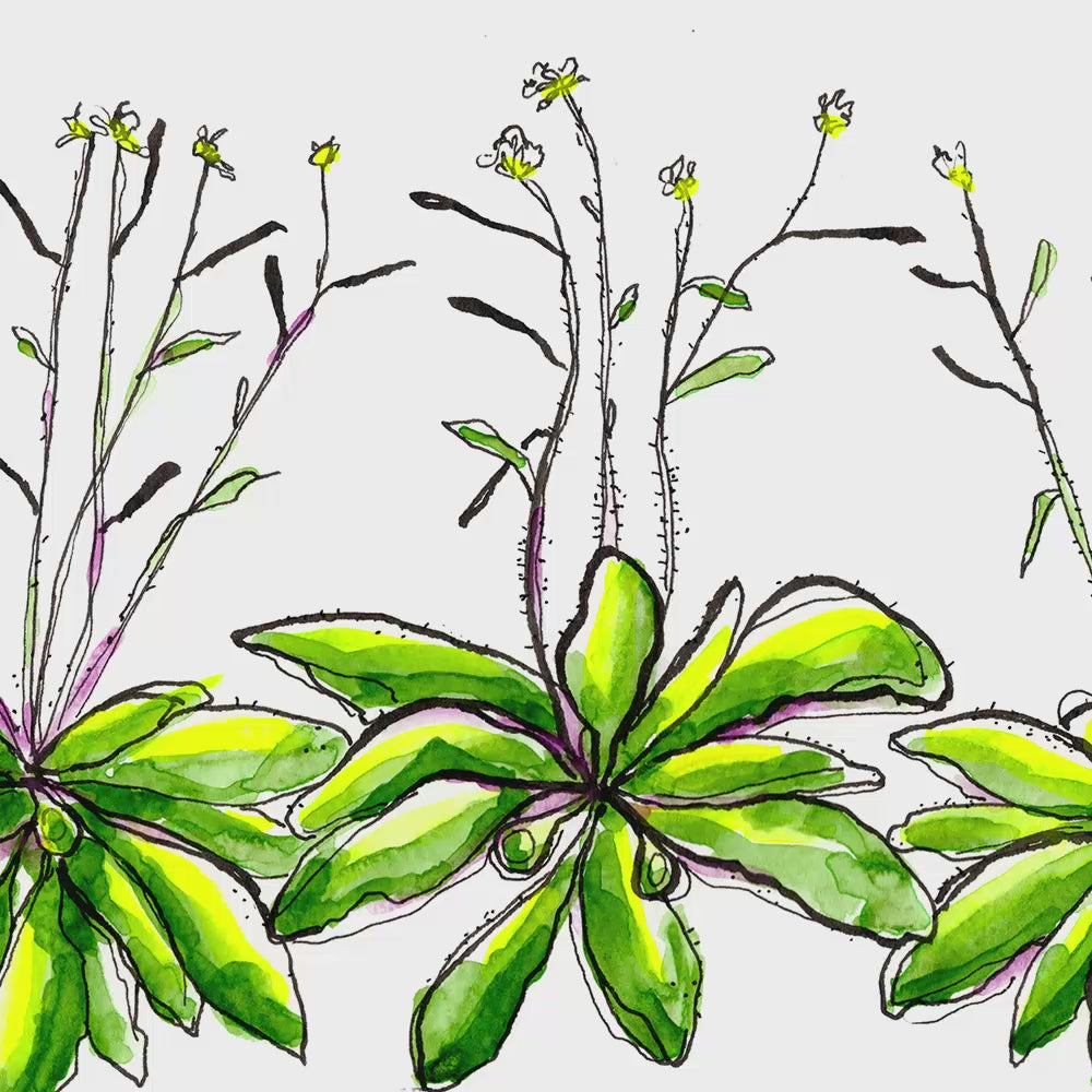 animation of arabidopsis thaliana watercolor design by ontogenie