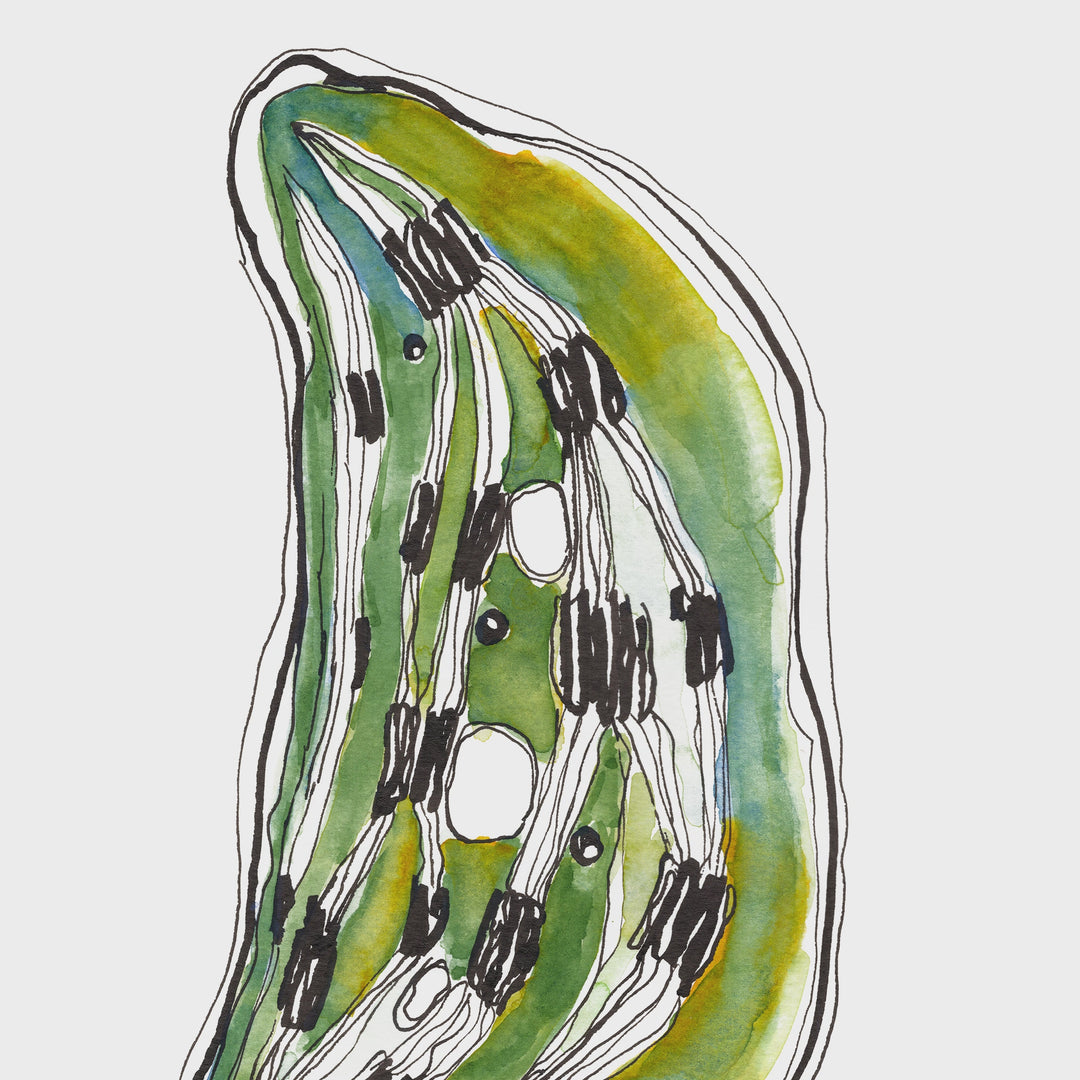 chloroplast watercolor pan video by ontogenie
