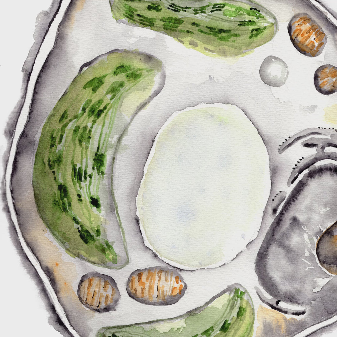 video animation of plant cell watercolor by ontogenie