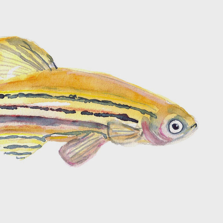 zebrafish watercolor painting by ontogenie