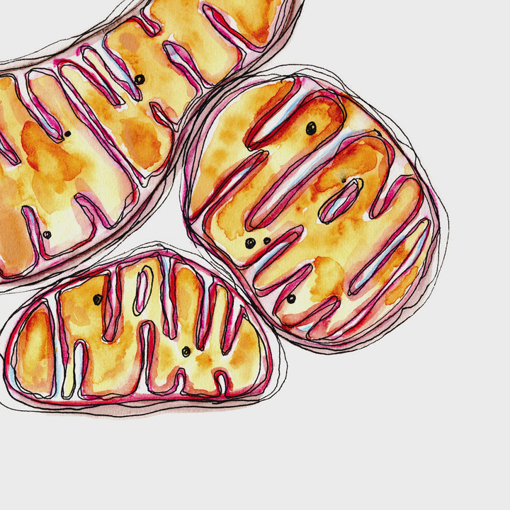 animation of mitochondria watercolor painting by ontogenie