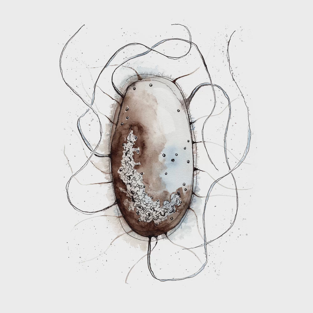 animated video of e. coli bacterial cell watercolor painting by ontogenie