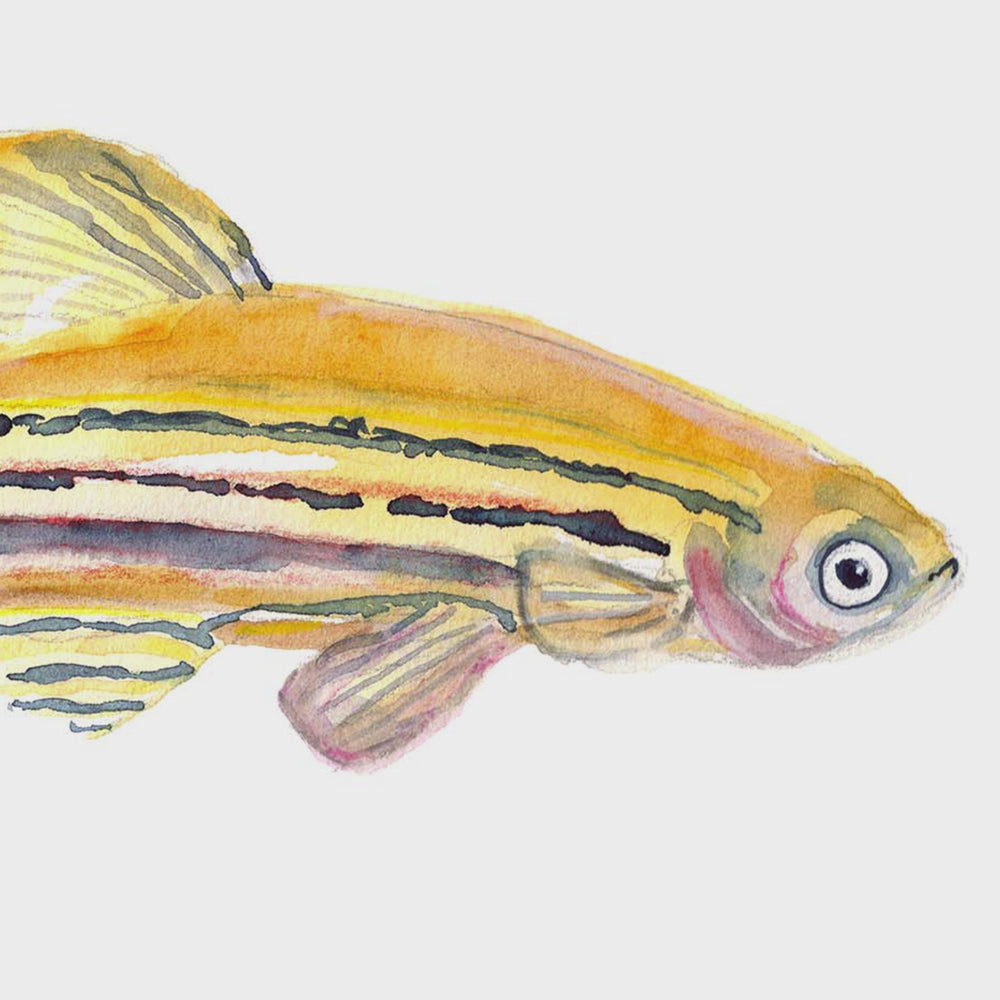 zebrafish watercolor poster video by ontogenie