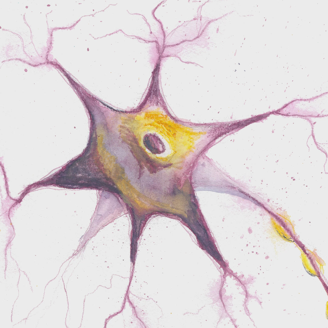 multipolar neuron watercolor art