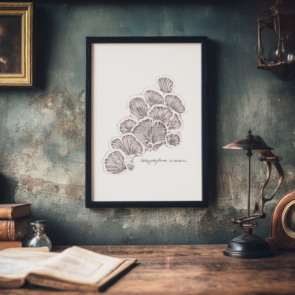 framed artwork of schizophyllum split gill mushroom ink drawing
