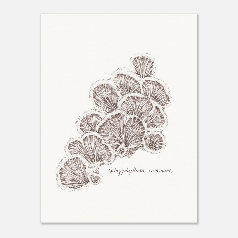 framed artwork of schizophyllum split gill mushroom ink drawing, unframed print