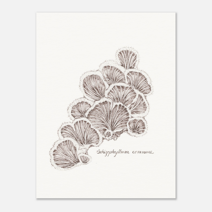 framed artwork of schizophyllum split gill mushroom ink drawing, unframed print