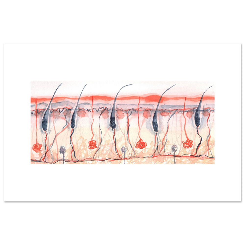 skin cross section giclee fine art print