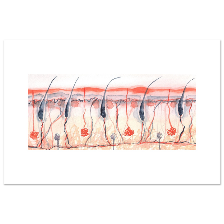 skin cross section giclee fine art print