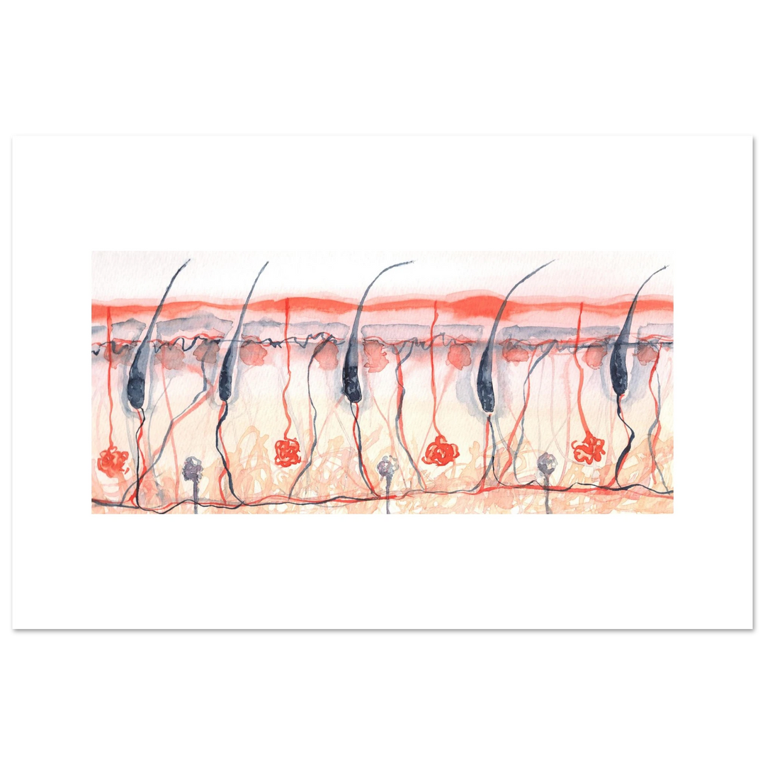 skin cross section giclee fine art print