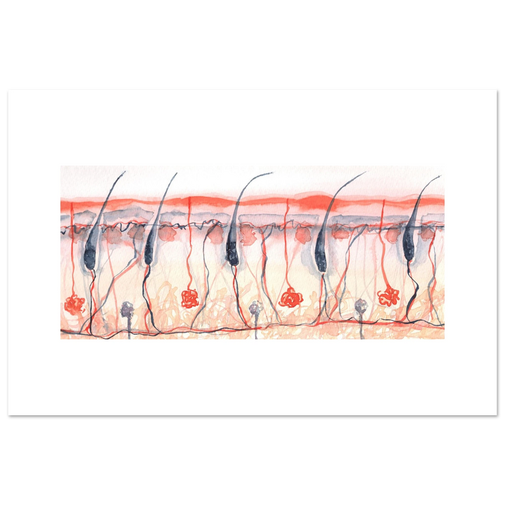 skin cross section giclee fine art print