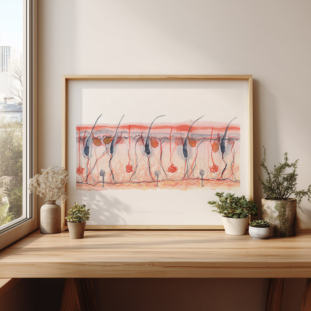 skin cross section wall art framed print