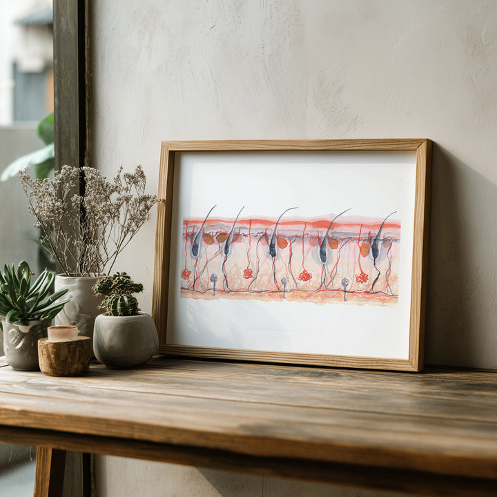 skin cross section wall art in wooden frame