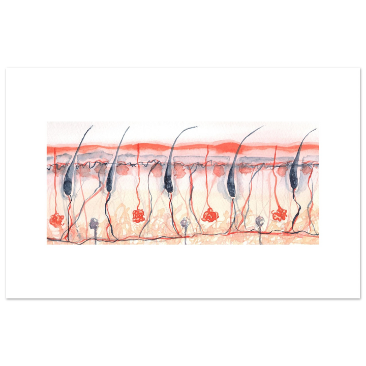 skin cross section giclee fine art print