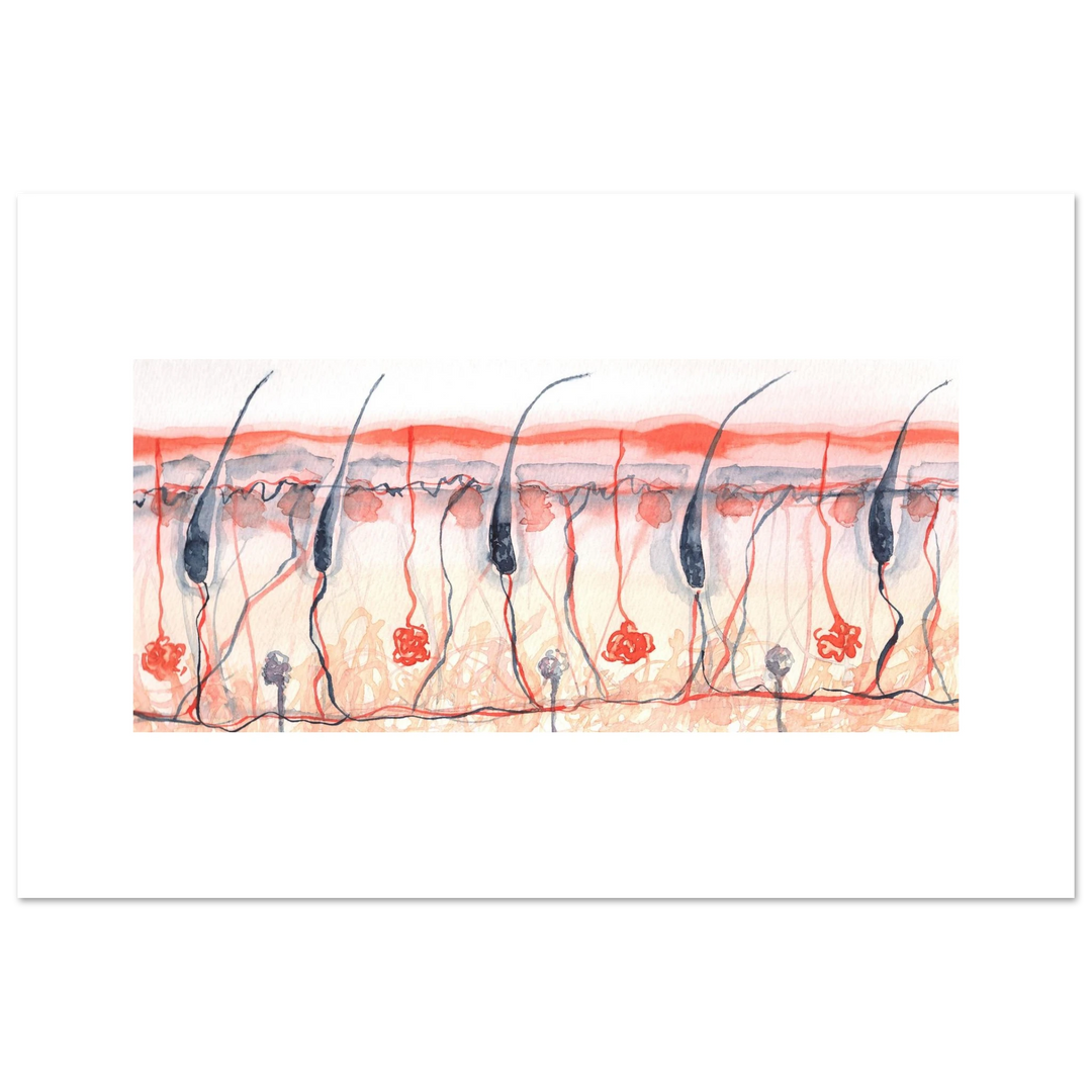 skin cross section giclee fine art print