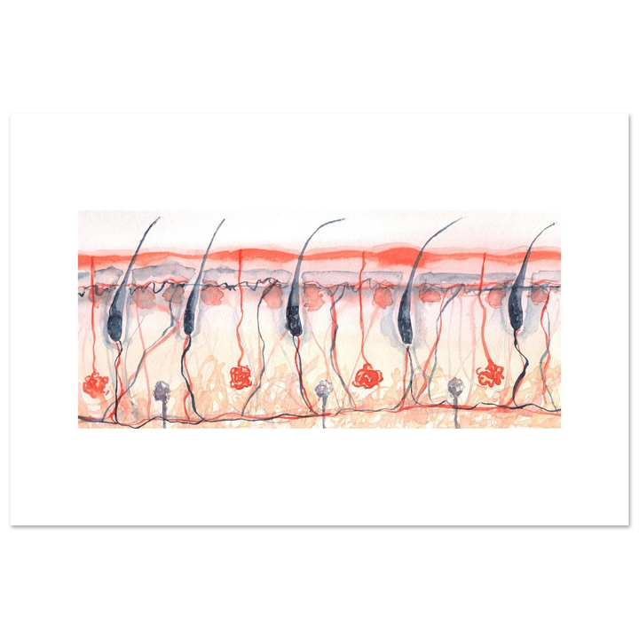 skin cross section giclee fine art print