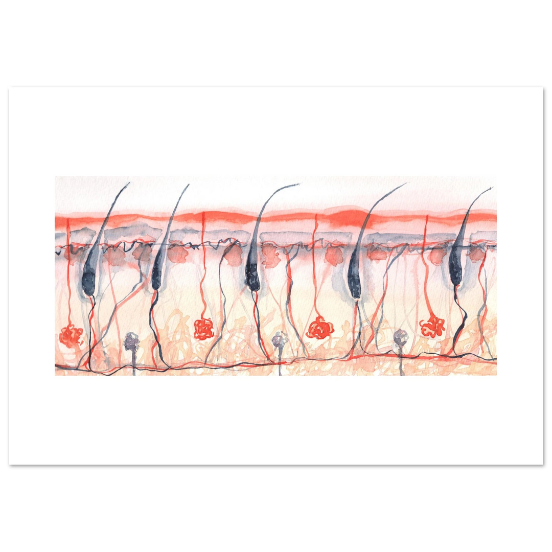 skin cross section giclee fine art print