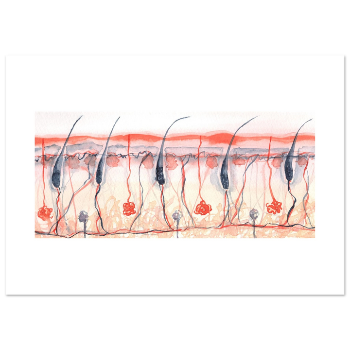 skin cross section giclee fine art print