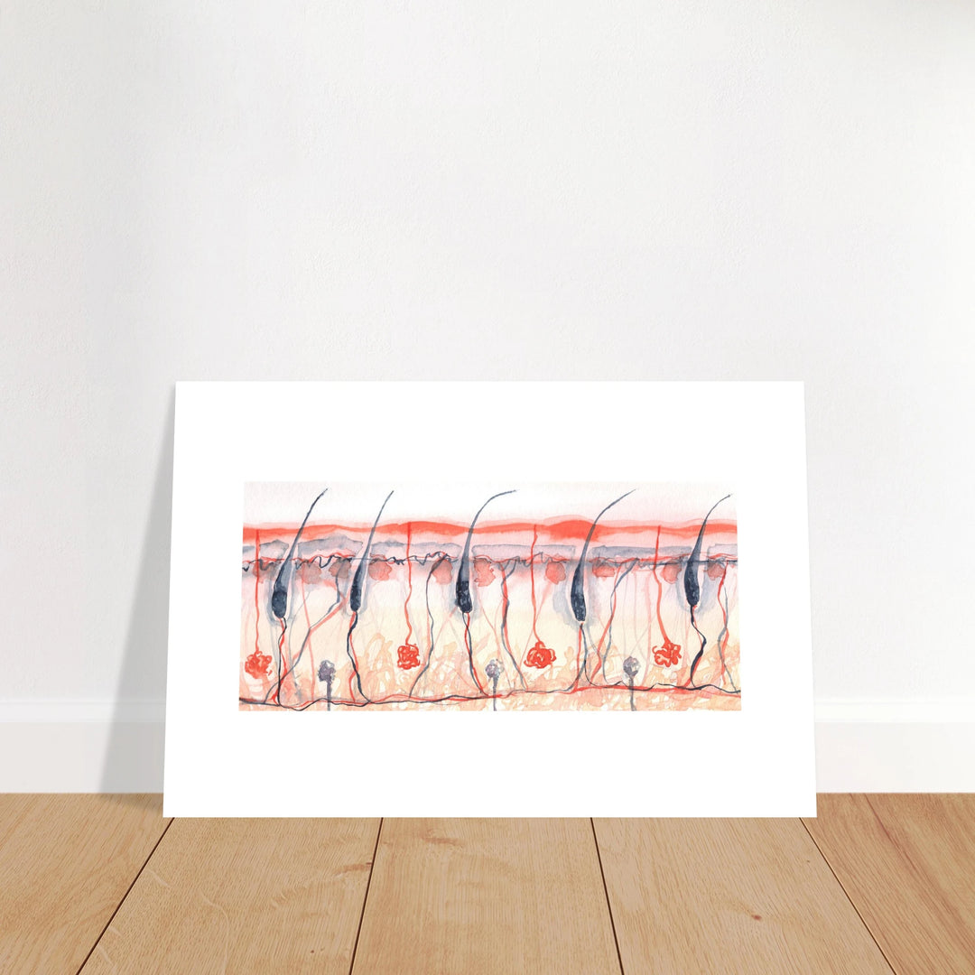 skin cross section giclee fine art print