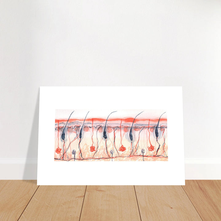 skin cross section giclee fine art print