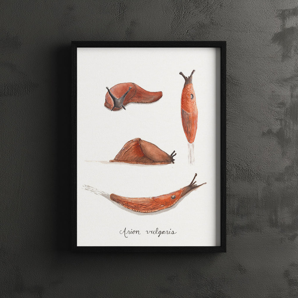 Framed artwork of four slugs on a white background with 'Arion vulgaris' text.