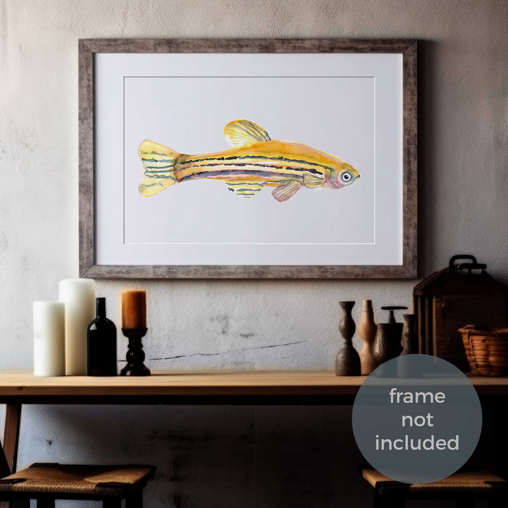 zebrafish adult watercolor art print by ontogenie in room frame mockup