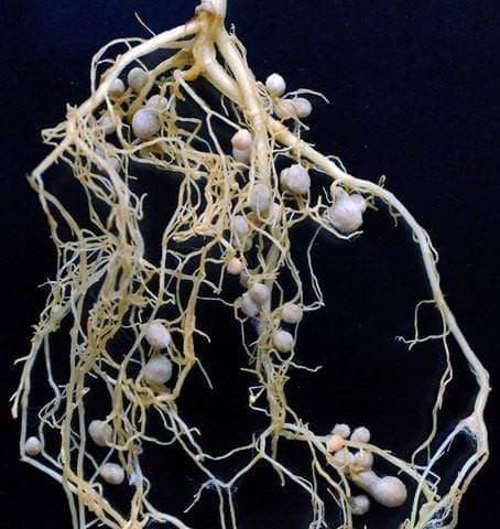 Nodulated Plant Roots photograph