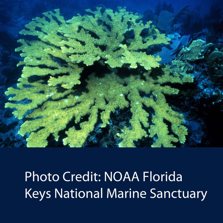 photo of acropora palmata elkhorn coral