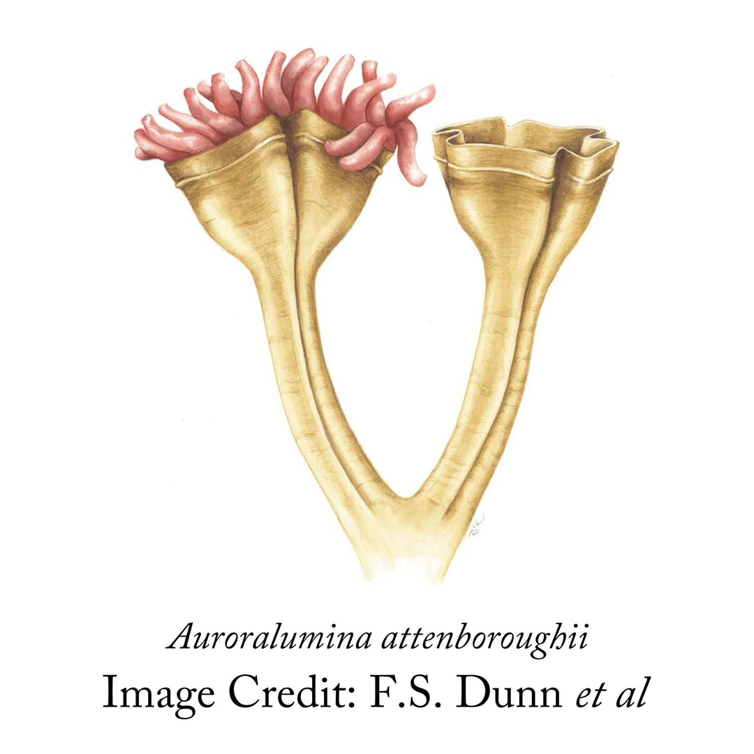 Aurolumina attenboroughii fossil drawing by F.S. Dunn