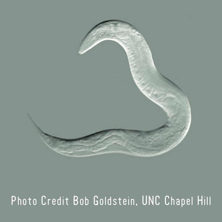 C. elegans Nematode Lapel Pin