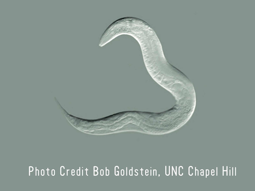 C. elegans Nematode Micrograph Bob Goldstein [Ontogenie Science Jewelry]