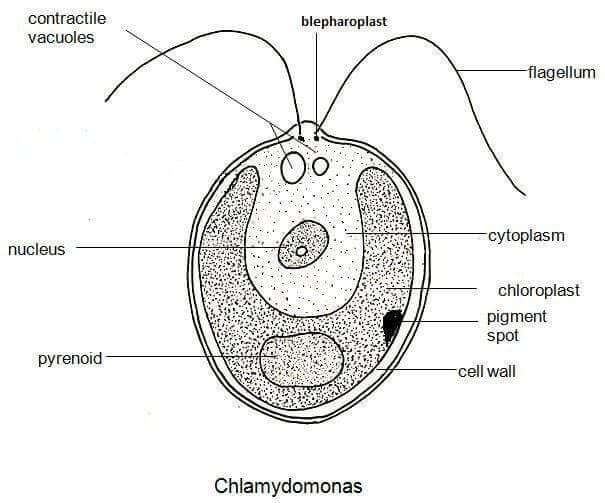 Chlamydomonas Green Alga diagram  [Ontogenie Science Jewelry]