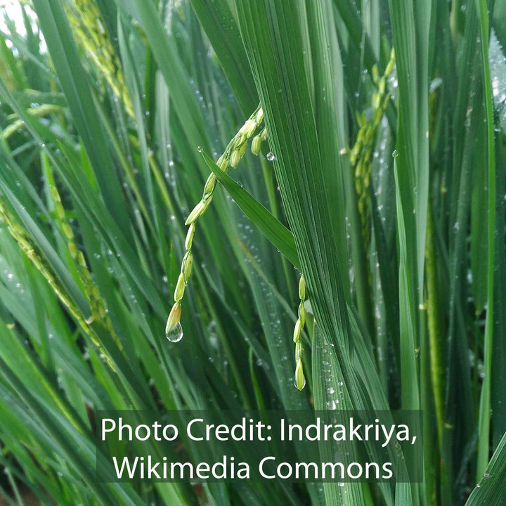 photo of rice plant by Indrakriya, Wikimedia Commons