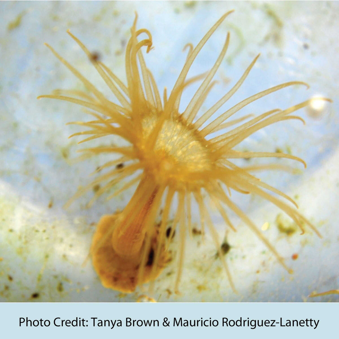 photo of aiptasia sea anemone tanya brown