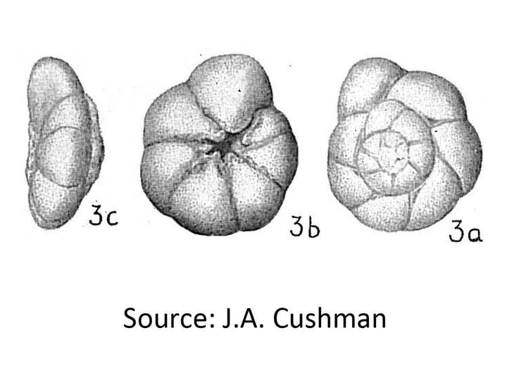 Ammonia tepida Foraminifera [Ontogenie Science Jewelry] 