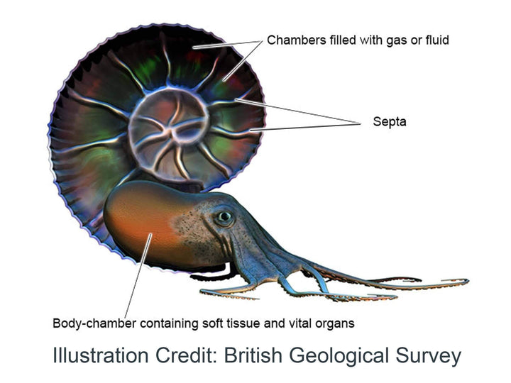 Ammonite Diagram British Geological Survey [Ontogenie Science Jewelry] 