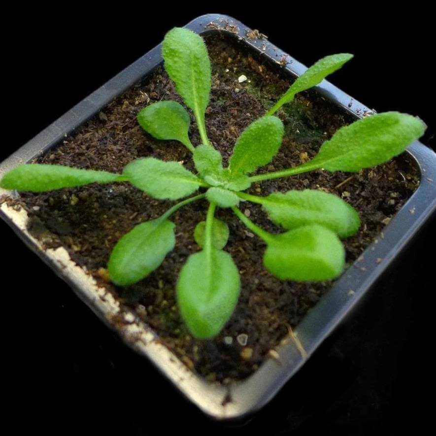 Arabidopsis thaliana plant [Ontogenie Science Jewelry] 