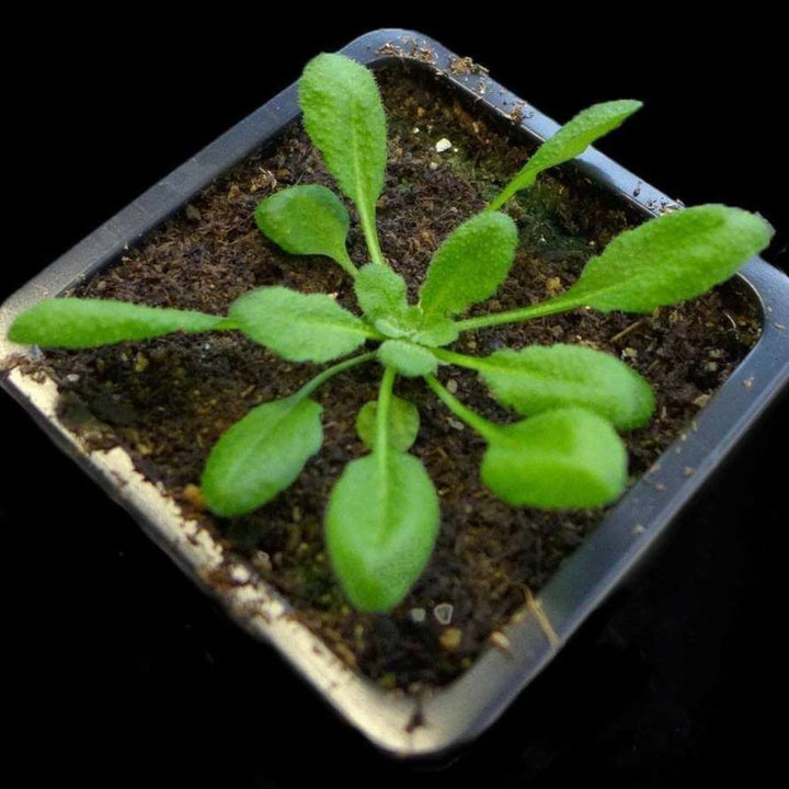 Arabidopsis thaliana plant in a pot [Ontogenie Science Jewelry]