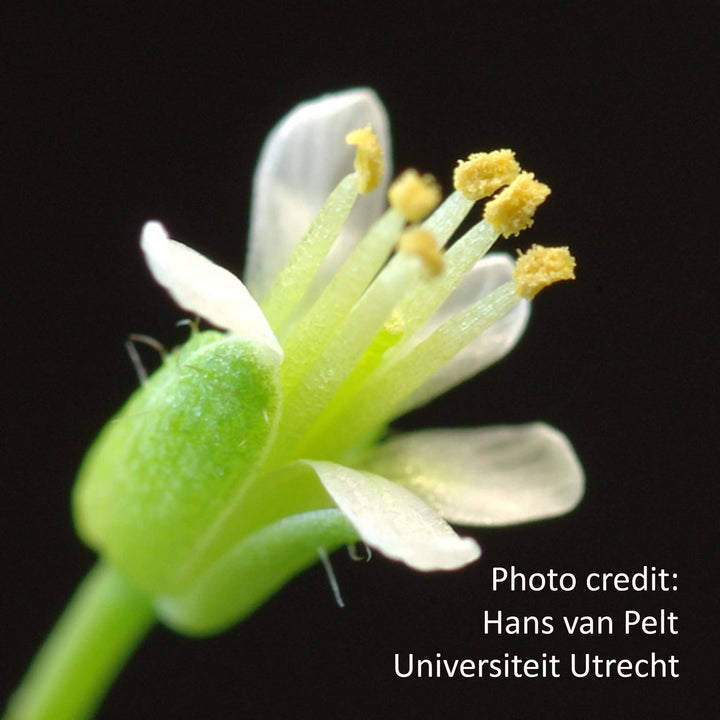 hans van pelt arabidopsis flower photograph
