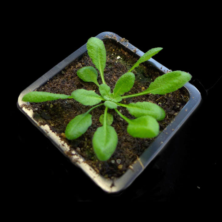 arabidopsis thaliana plant ontogenie science jewelry