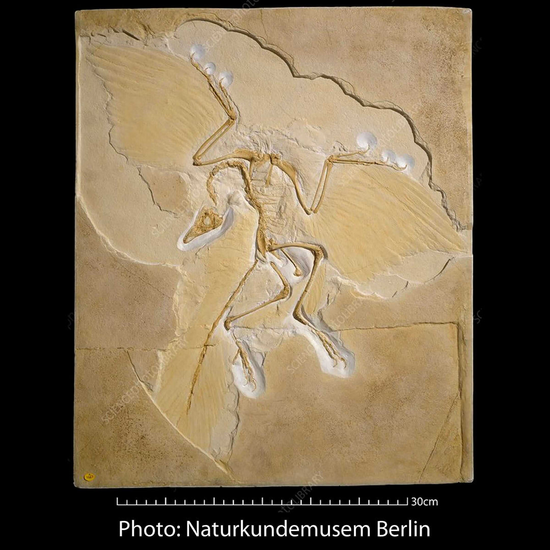 archaeopteryx fossil naturkundemuseum berlin