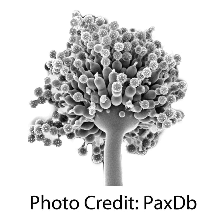 Aspergillus Fungus electron micrograph [Ontogenie Science Jewelry]