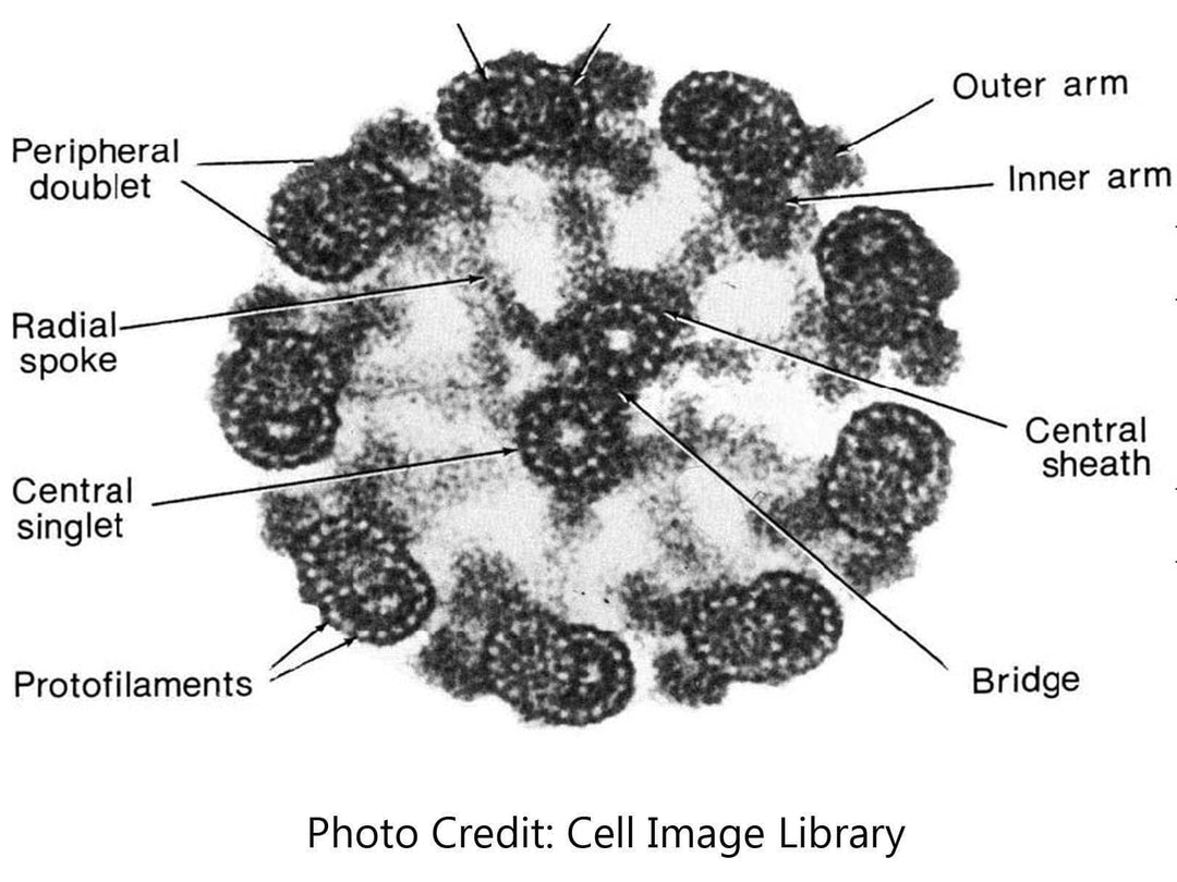 Axoneme Cytoskeleton micrograph protofilaments [Ontogenie Science Jewelry] 