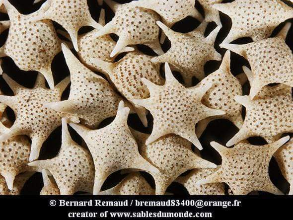 star sand Baculogypsina foraminifera micrograph