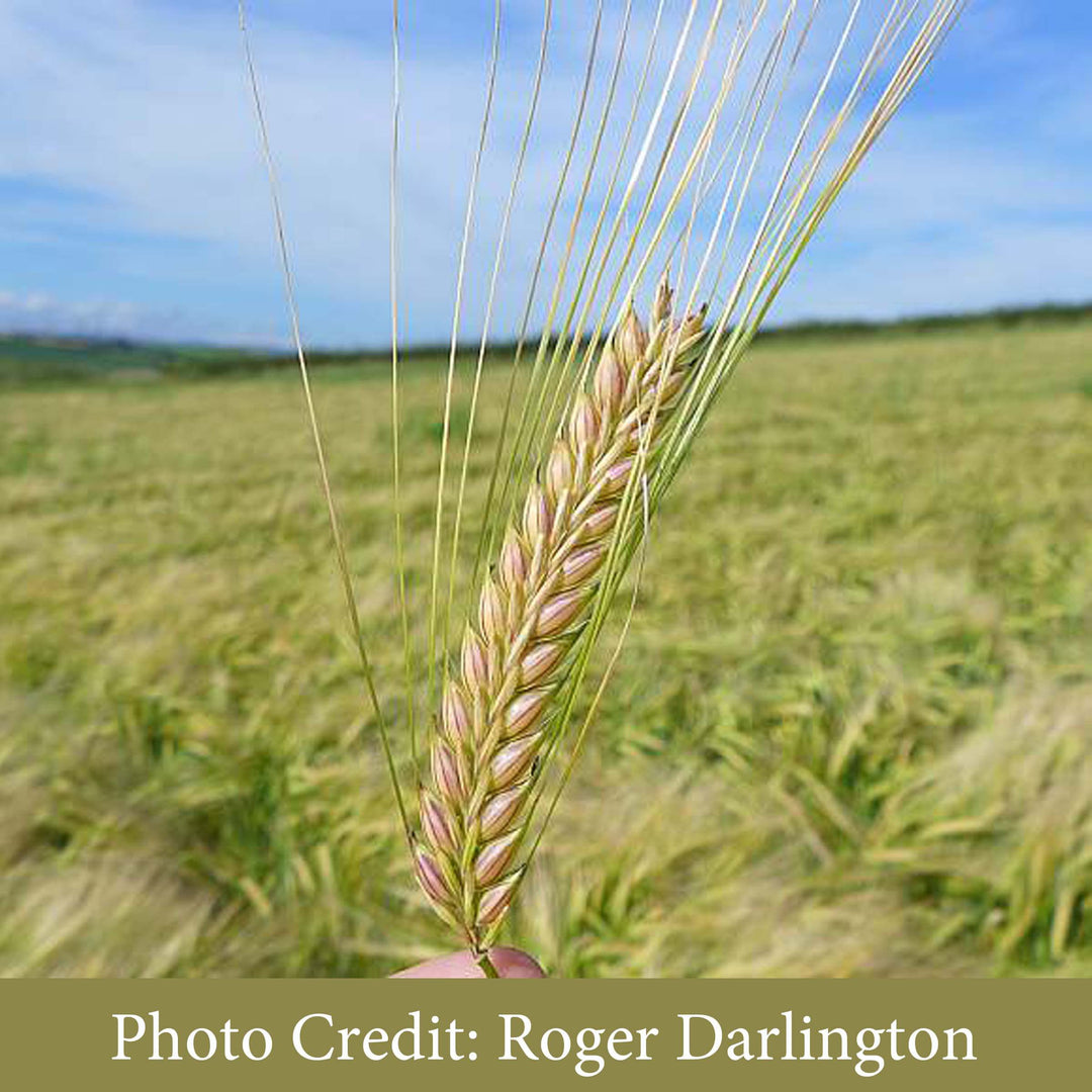 Barley head photo Roger Darlington