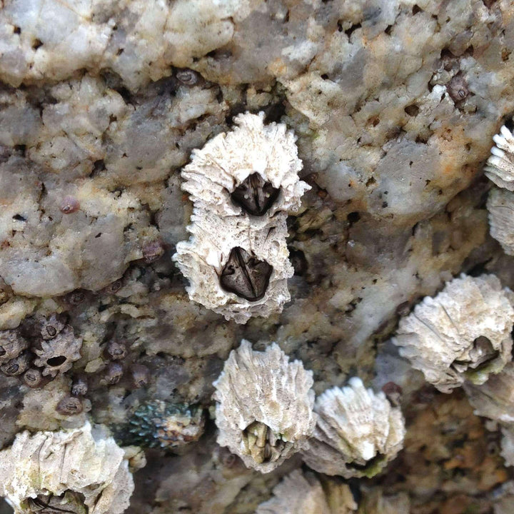 barnacles stuck to a rock monterey bay