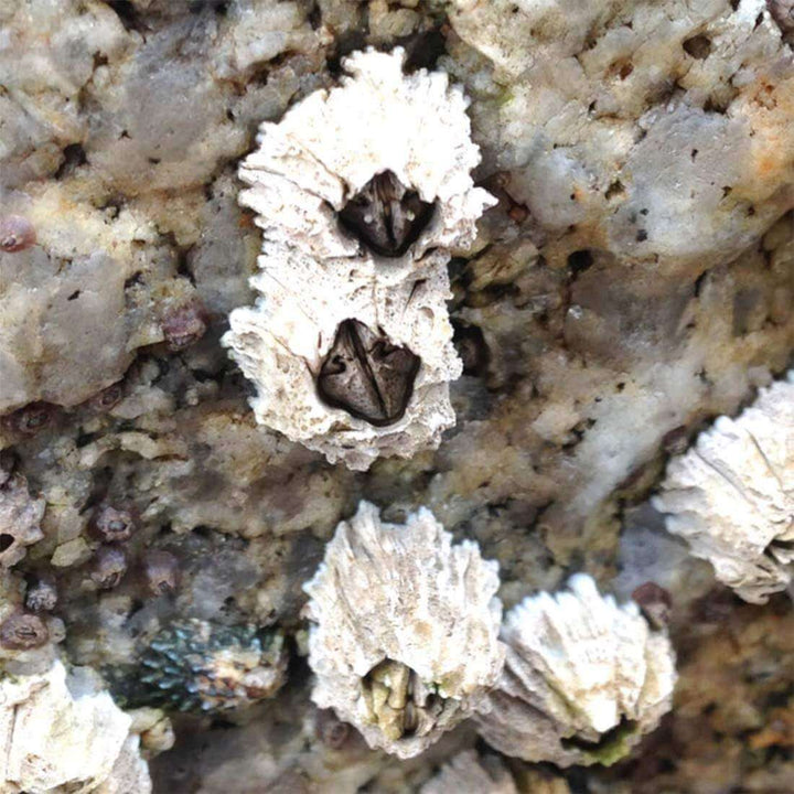 barnacles on a rock monterey bay [ontogenie science jewelry]