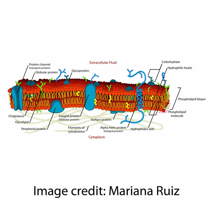 cell membrane figure mariana ruiz