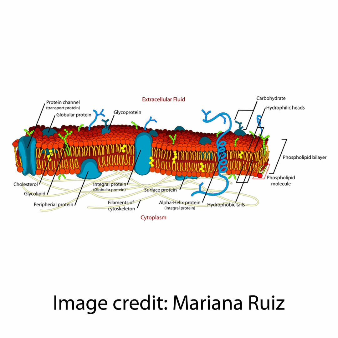 plasma membrane labeled