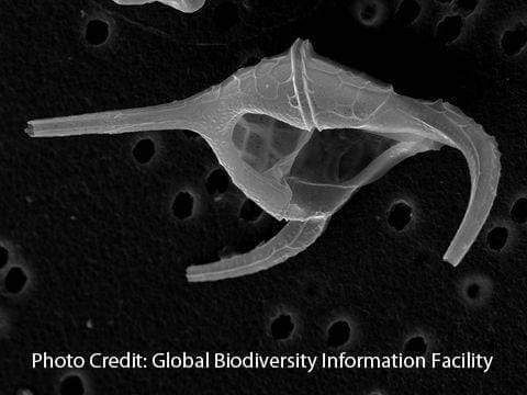 Ceratium Dinoflagellate Micrograph Global Biodiversity Information Facility[Ontogenie Science Jewelry] 